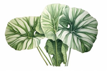 alocasia plant lush green leaves isolated on white botanical illustration