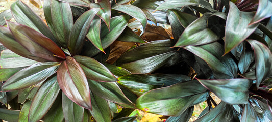 Close up of colorful purple green cordyline fruticosa plant leaves in the garden