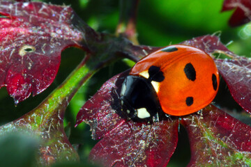 Ladybug on Purple 01