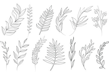 Set of plant elements. Collection with branches, leaves, herbs. Vector design isolated on white background.