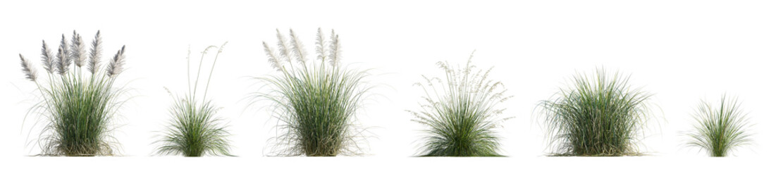 Cortaderia selloana Pumila or dwarf pampas grass and Prairie dropseed Sporobolus heterolepis...