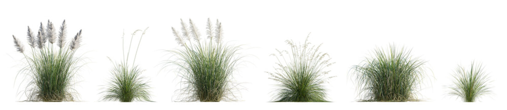 Cortaderia selloana Pumila or dwarf pampas grass and Prairie dropseed Sporobolus heterolepis isolated png on a transparent background premium cutout high resolution
