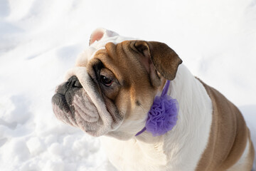 Dog. English bulldog. Animal themes. Holidays and events