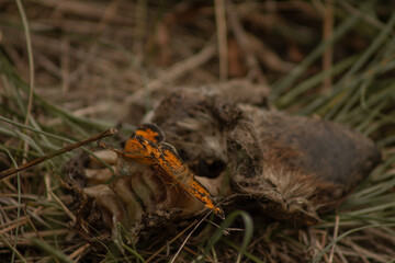 Orange and Black Pearl Crescent (Phyciodes tharos) Butterflies Feed on Goat Carcass in June 2023 BC, Canada