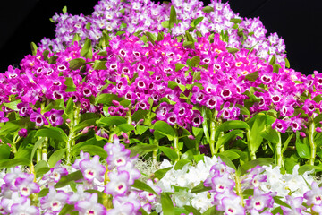 ピンクのデンドロビウムの花　世界の洋蘭