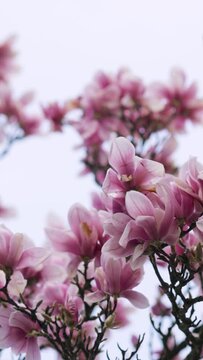 Pink large magnolia flowers on branches against the sky. Vertical Video