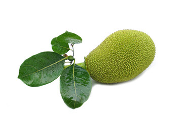 isolated jackfruit fruit on white background. it is a perennial plant. The trunk and branches when...