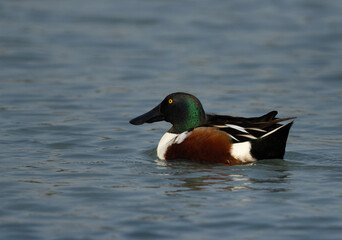 Northern Shoveler swimming at Tubli bay, Bahrain