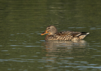 Closeup of a Mallard duck on green at Tubli bay, Bahrain