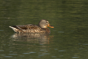 A Mallard duck on green at Tubli bay, Bahrain