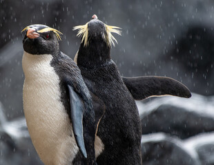 Fiordland penguins enjoying the rain along the coast of New Zealand © John Yunker
