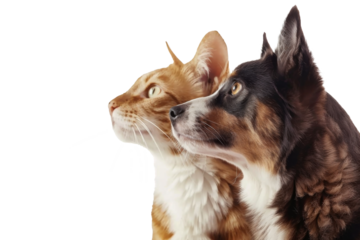 Portrait of Happy dog and cat that looking at the camera together isolated on transparent background, friendship between dog and cat, amazing friendliness of the pets.