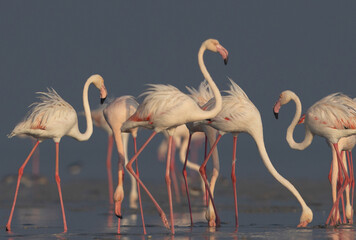 Greater Flamingos feeding at Eker creek in the morning, Bahrain