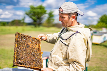 Beekeeper is working with bees and beehives on the apiary., Beekeeper is working with bees and...