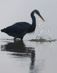 Western reef heron with splash of water while fishing at Eker coast, Bahrain