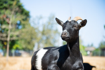 proud goat