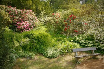 A quiet place to relax in the park with a bench and flowering bushes