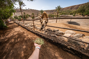 Dando de comer hierba al camello, Fuerteventura, Islas Canarias