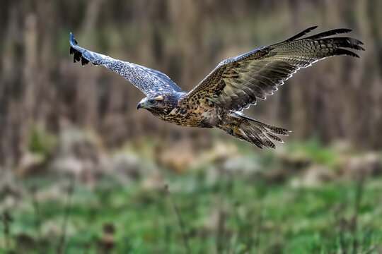 Closeup shot of a black-chested buzzard-eagle during flight. Geranoaetus melanoleucus