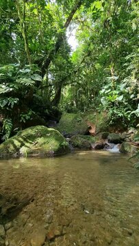 Hermoso arroyo de aguas tranquilas en medio de la selva panameña