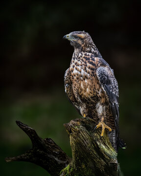 Black-chested buzzard-eagle perched on a tree. Geranoaetus melanoleucus