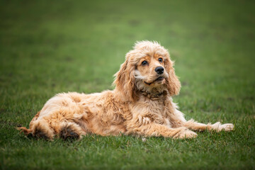 Six Month Old Cocker Spaniel