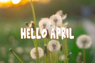 Hello April - Springtime, flowers blossoming twigs. The beginning of the season