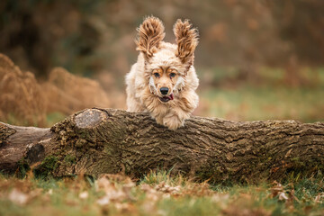 Six Month Old Cocker Spaniel jumping over a fallen tree log in the autumn fall