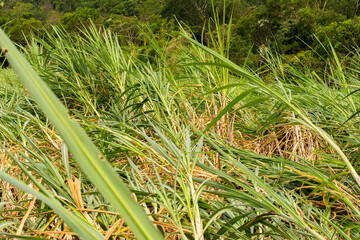 Sugar cane plantation fallen overthrow by wind and rain