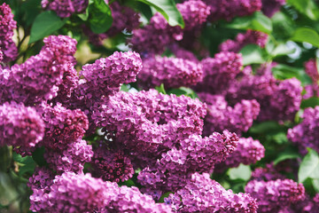 Nature background with purple lilac flowers blooming in spring - 745993622