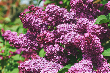 Nature background with purple lilac flowers blooming in spring - 745993627