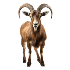 Ibex isolated on transparent or white background