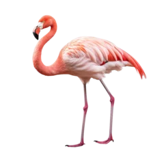 Fotobehang Portrait of Flamingo isolated on transparent or white background © Luckyphotos