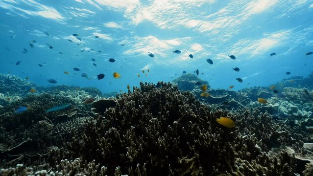 diver swimming over the great barrier reef in australia