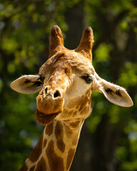Giraffe mit lustigem Blick 