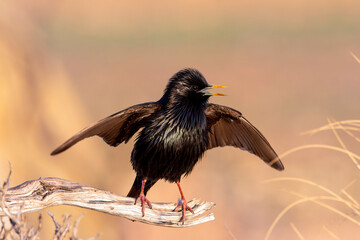 Spotless starling perched on a branch