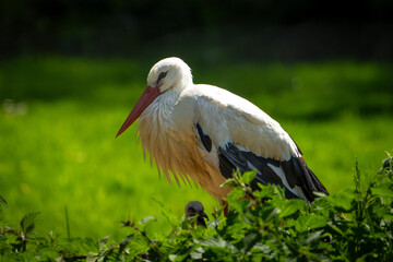 Ein schöner Storch 