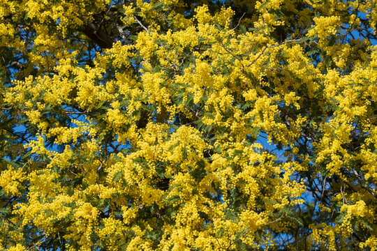 Bright yellow fresh and wild Mimosa, symbol of 8 March, happy women's day. Concept of spring, hope and happiness, Spring floral abstract background