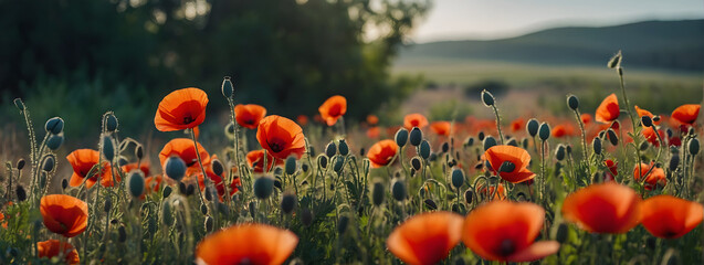 Tranquil nature setting with colorful poppies in the foreground. 