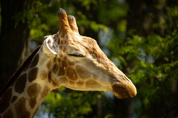 Eine Giraffe im Sommer 
