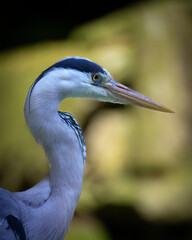 Ein Reiher von der Seite 