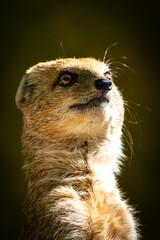 Fuchsmanguste im Hochformat 