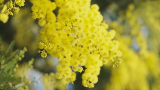 Blooming branch of yellow mimosa flower in springtime. Womens day, Easter background