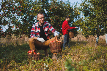Fototapeta premium A cute young male farmer is picking apples in the garden and putting them in a basket. Harvesting red apples of the autumn harvest.