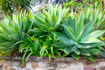 Photograph of a large green leafy plant in a domestic garden in the Blue Mountains in New South...