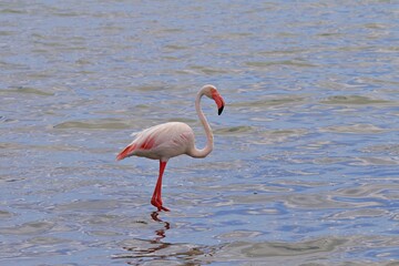 Flamingo in the water