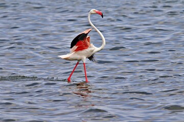 Flamingo in the water