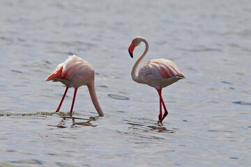 Gruppe Flamingos im Wasser