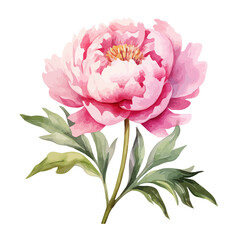 Watercolor illustration of a pink peony flower , vector format, on isolated a white background.
