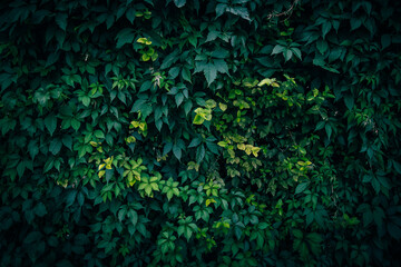 Dark green Japanese creeper and Hornbeam leaves texture